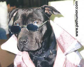 star_dog.jpg