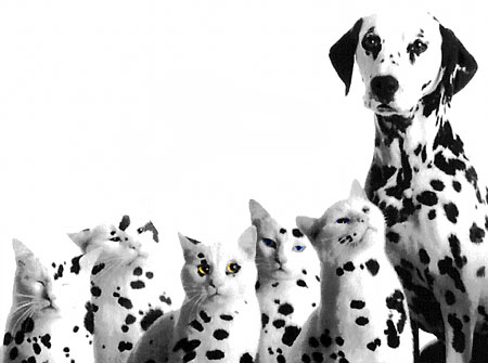 dalmatien.jpg
