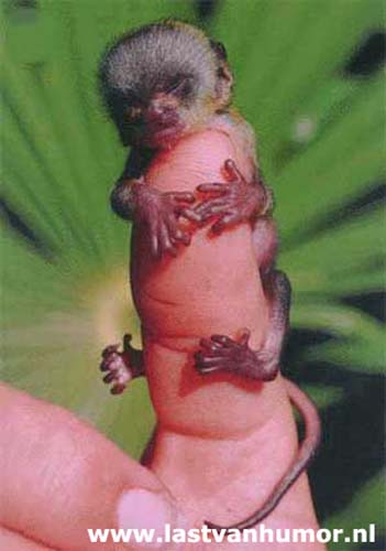 minimonkey.jpg
