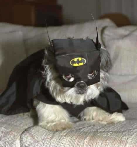 batman_dog.jpg