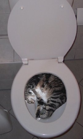 flushing.jpg