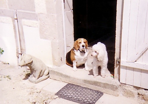 pets_02.jpg