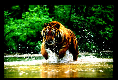 Tiger_20in_20the_20stream.jpg