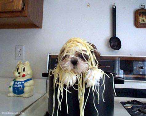 dogs15.jpg