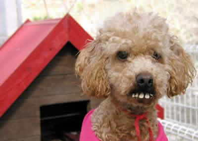 redneckdog.jpg