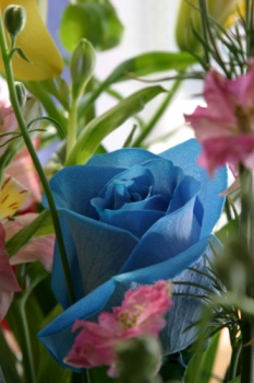 blue_rose_small.jpg