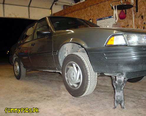 Super_Cat.jpg