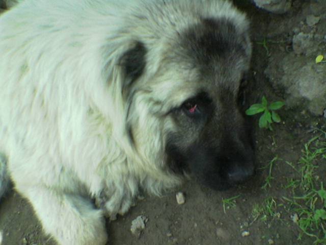 Baxi2.jpg
