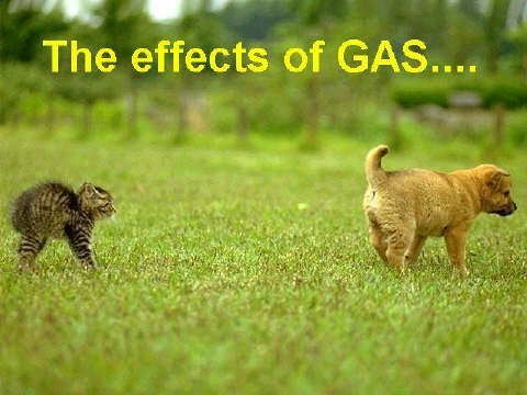 Dog_Cat_GAS.jpg