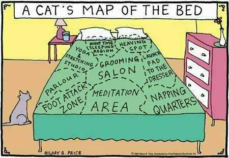 Cat_MapOfBed.jpg