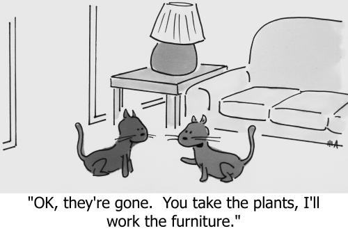 Bad_Cats.jpg
