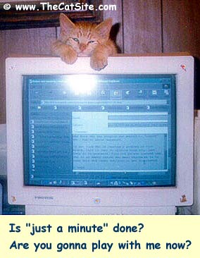 Cat_Computer.jpg