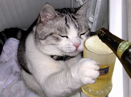 rooncatnalivay0pj.jpg