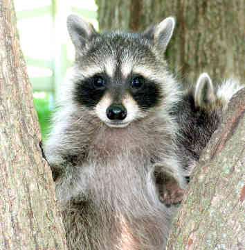raccoon_0008.jpg