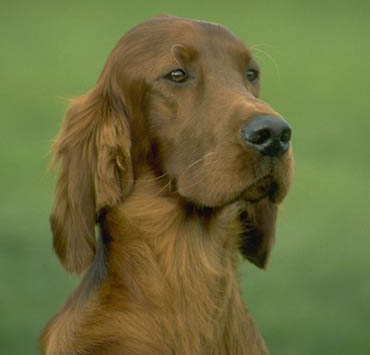 irishsetter47.jpg