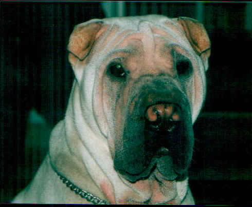 chinesedog2.jpg