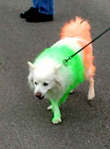 Irish_20Dog_jaja.jpg