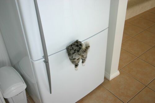 funny20pictures20whereisourcat.jpg