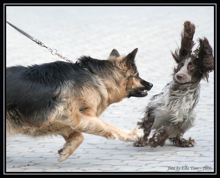 dog.jpg