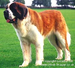 saint_bernard.jpg