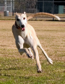 greyhound_dog.jpg