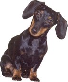 dachshund.jpg