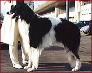 ss_2_borzaia_2_1_.jpg
