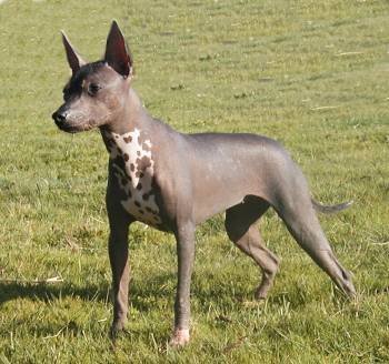 XoloitzcuintliCaminosFridaKahlo1.jpg