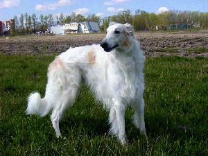 2153_dog.breeder.ru_1_.jpg