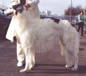 52882_dog.breeder.ru_1_.jpg