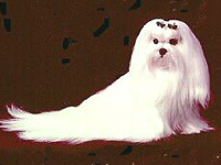 Maltese3.jpg