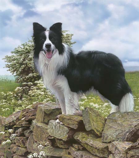 border_collie.jpg