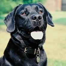 Labrador_Retriever.jpg