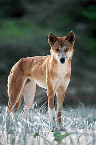 Dingo.jpg