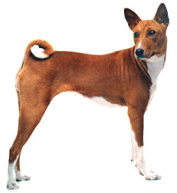 basenji.jpg