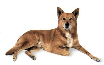 Canaan_Dog.jpg