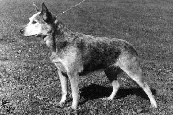 Cattle_dog.jpg
