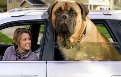 English_Mastiff_named_Zorba.jpeg