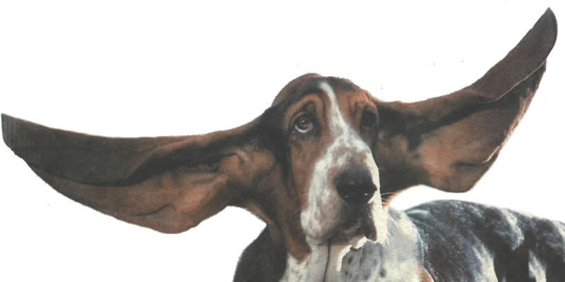 longest_ears_mr_jeffries.jpg