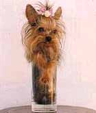 tinydog.jpg