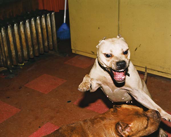 Pitbull.jpg