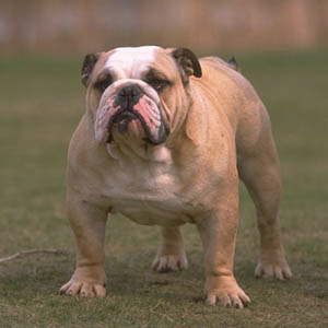 a_The_English_Bulldog_3.jpg