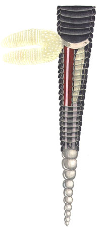 Hemipene.jpg