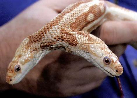 0306snake_wideweb__470x336_0.jpg