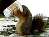 050113_animaltrax_tease.thumb.jpg