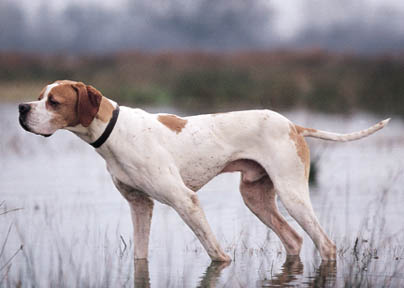 pointer00.jpg