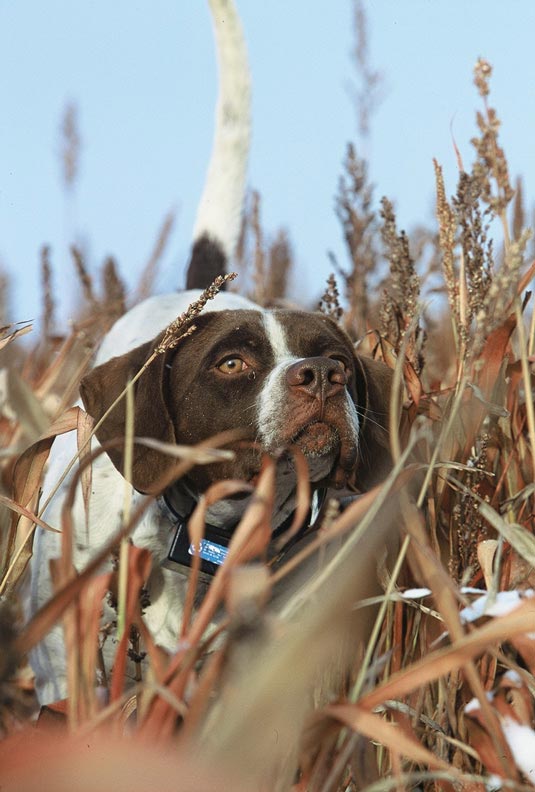 pointer_large.jpg