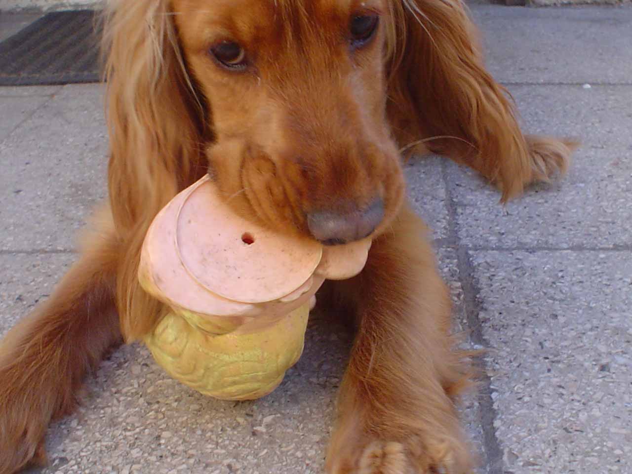 Lucy__2006__8.JPG