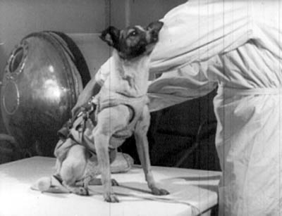 laika.jpg