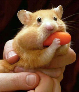 carrot.jpg